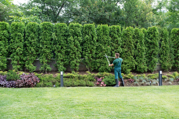 Best Dead Tree Removal  in Hasson Heights, PA